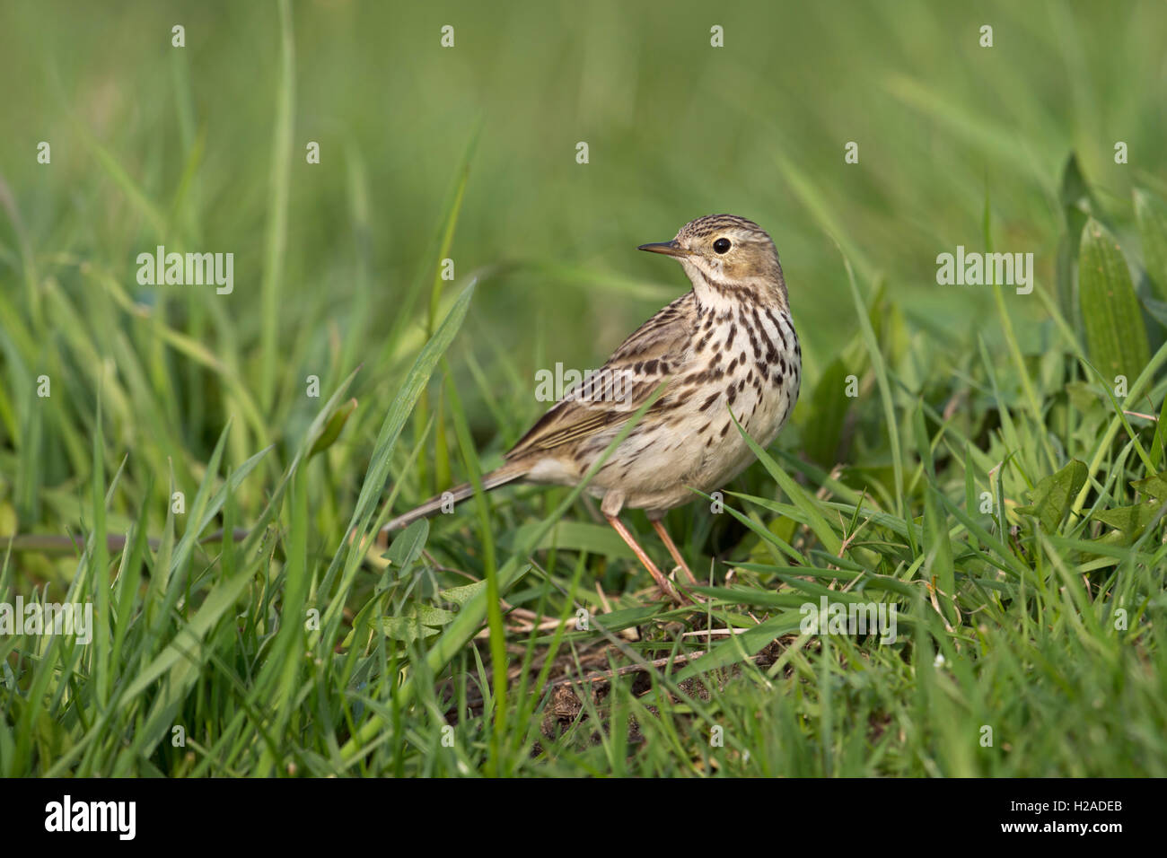 Wiesenpieper ( Anthus pratensis ), typischer und gewöhnlicher Vogel in offenen Lebensräumen, sitzend im Gras, in Zuchtkleidung, Wildtiere, Europa. Stockfoto
