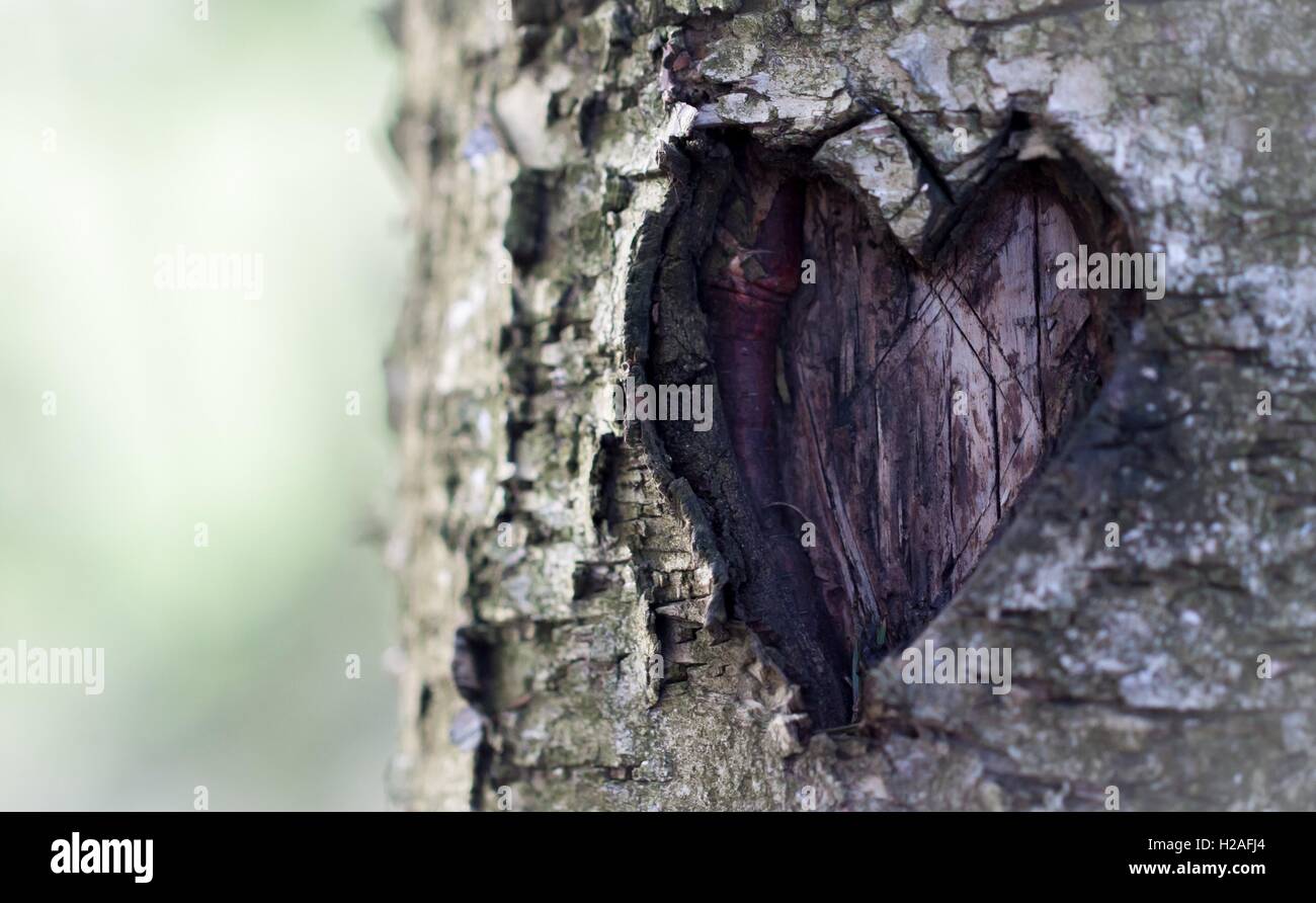Herz in einen Baum geschnitzt Stockfoto