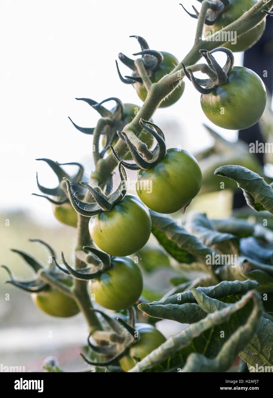 Grüne Tomaten Pflanze Stockfoto
