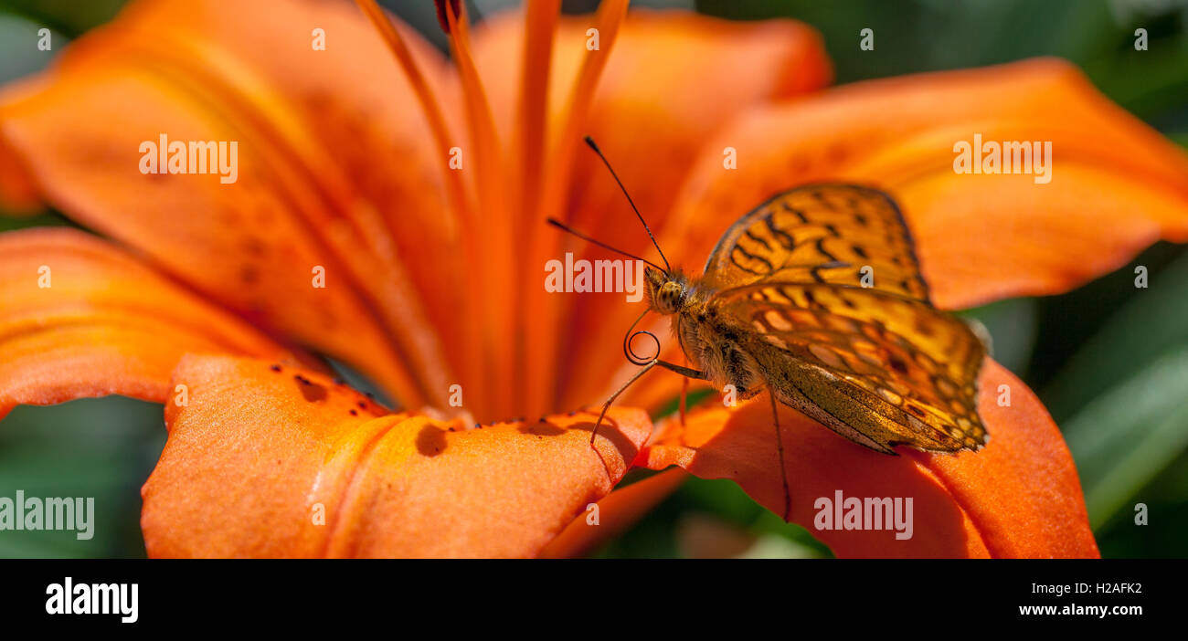 Orange Schmetterling ruht auf orange Blume Stockfoto
