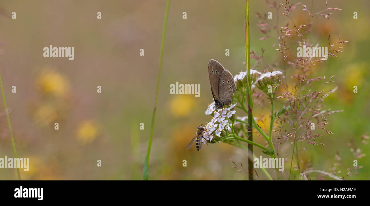 Schmetterling und Howerfly trifft auf eine Blume in einem Feld Stockfoto