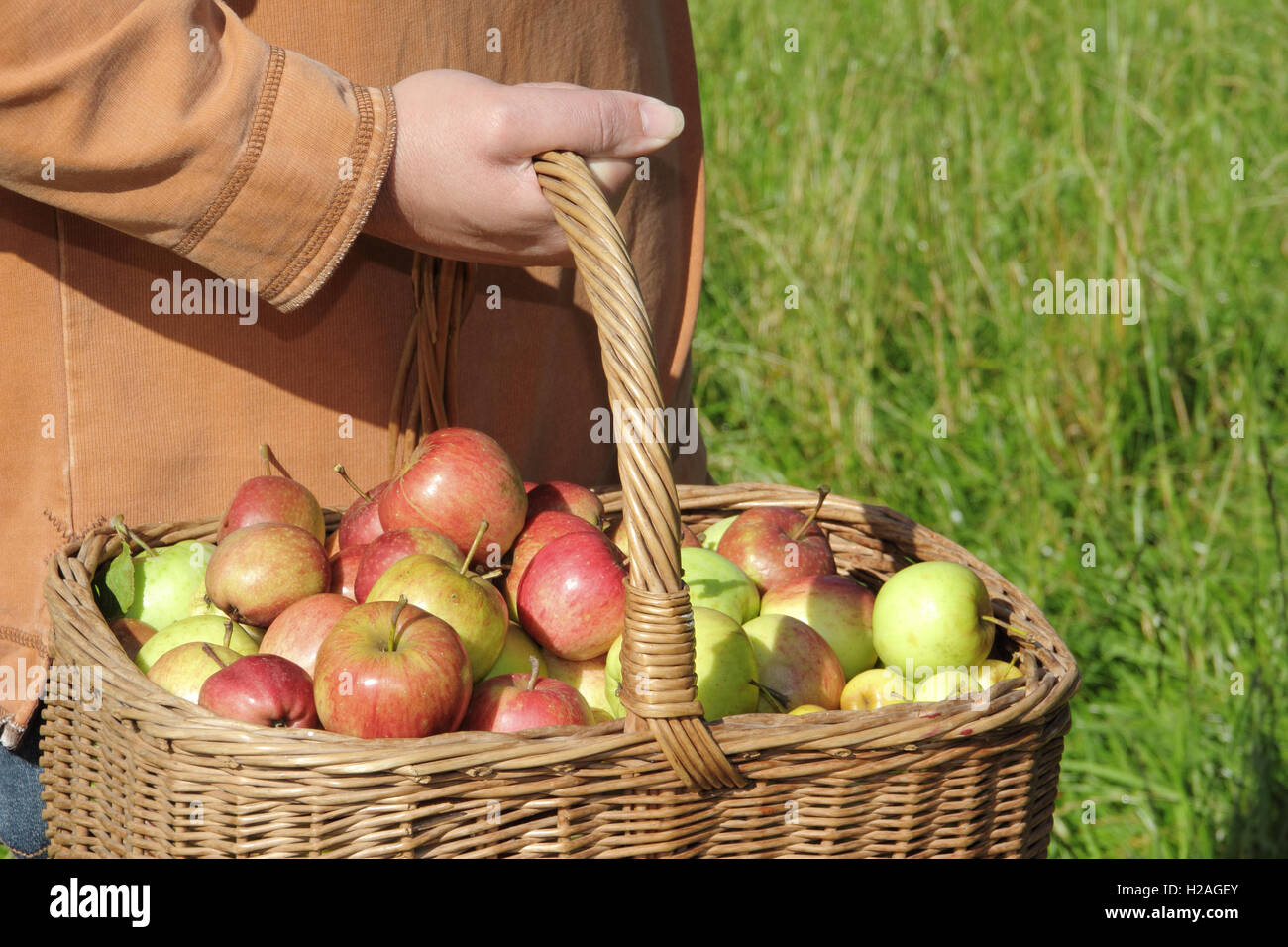 Ein Mann trägt frisch geernteten Englisch Äpfel, gesammelt von Reifen Hecke Bäume, in einem Weidenkorb, England, UK Stockfoto