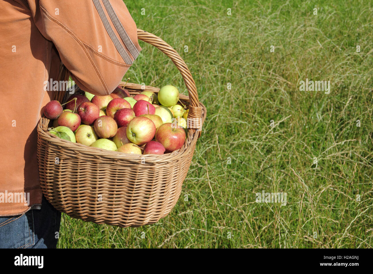 Ein Mann trägt frisch geernteten Englisch Äpfel, gesammelt von Reifen Hecke Bäume, in einem Weidenkorb, England, UK Stockfoto