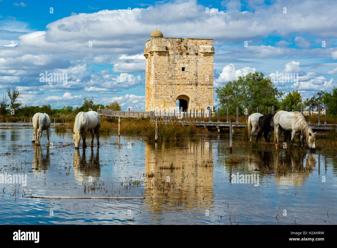 Tour Carbonnière, Saint Laurent Aigouze, Gard, weisse Pferde in der Camargue, Frankreich Stockfoto