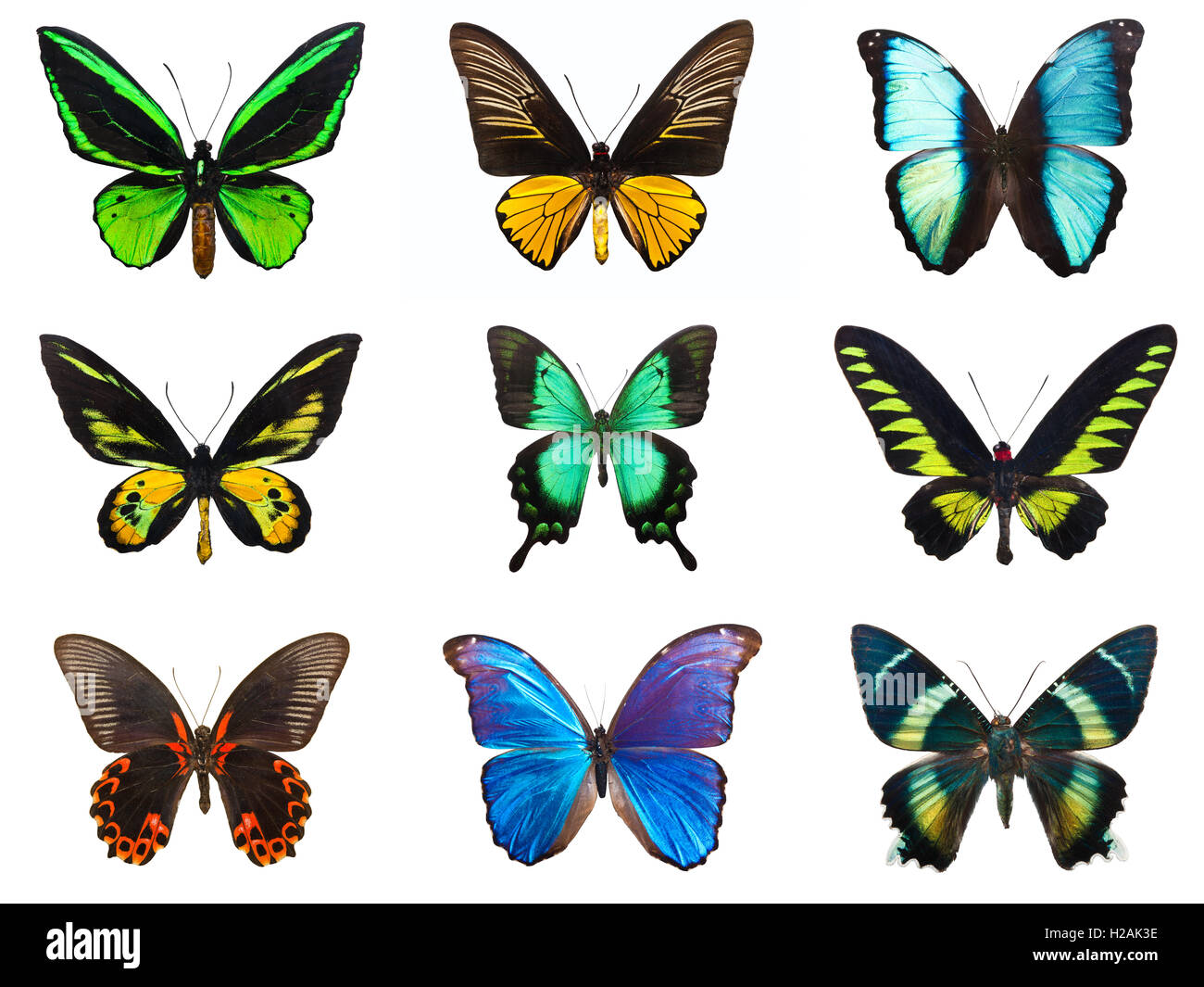 Tropische Schmetterlinge Stockfoto