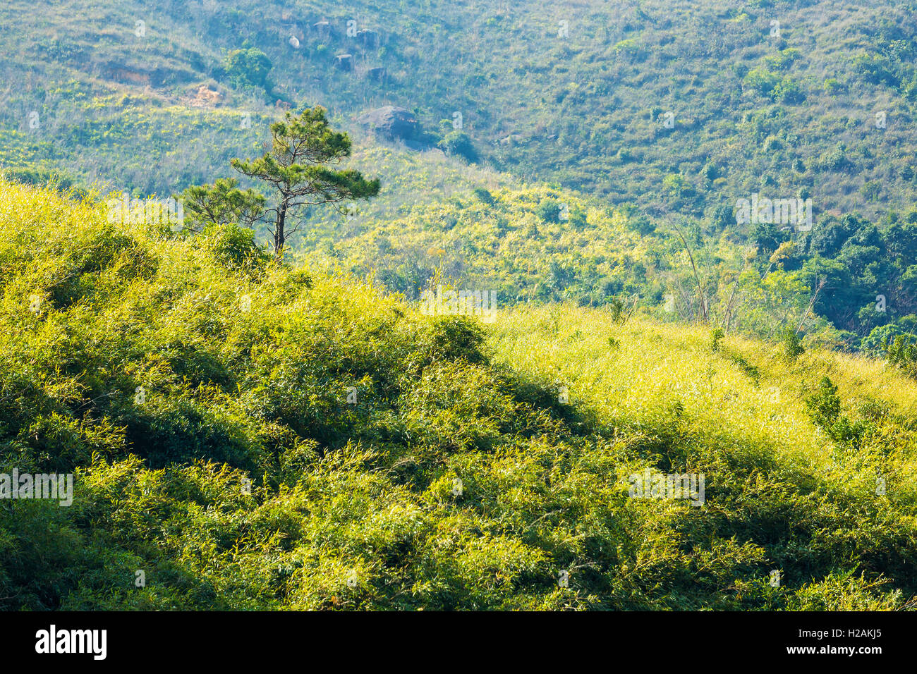 Pinie am Berg Stockfoto