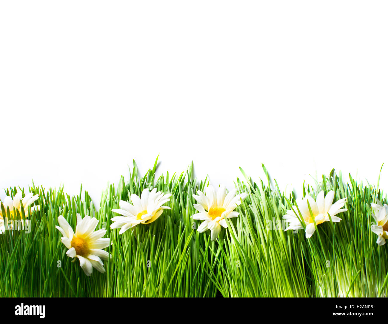 Frühlingswiese mit Gänseblümchen. Rasen und Blumen Stockfoto