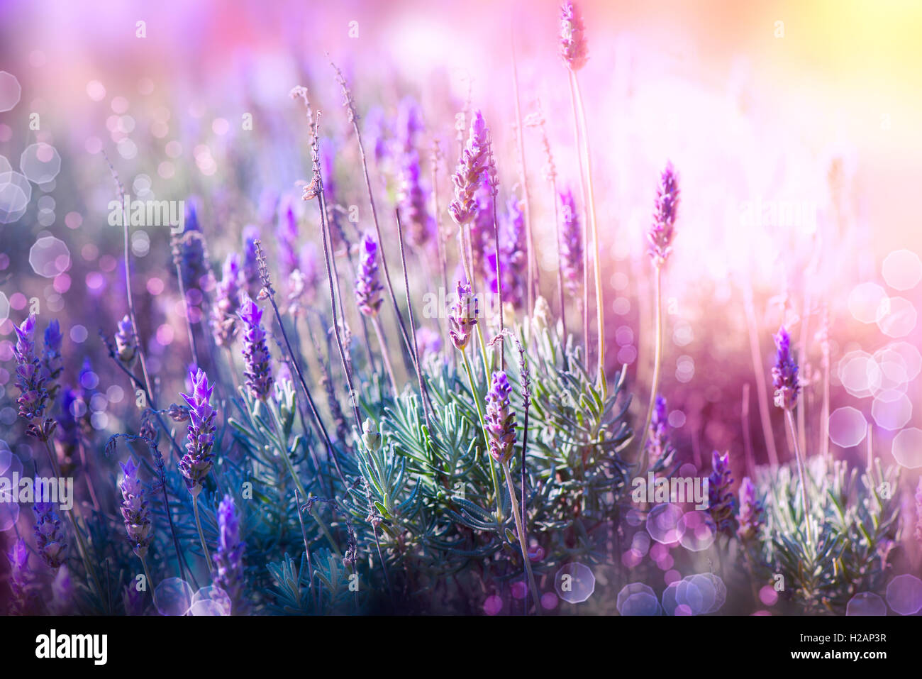 Lavendel Blumen Feld. Wachsende und blühende Lavendel Stockfoto