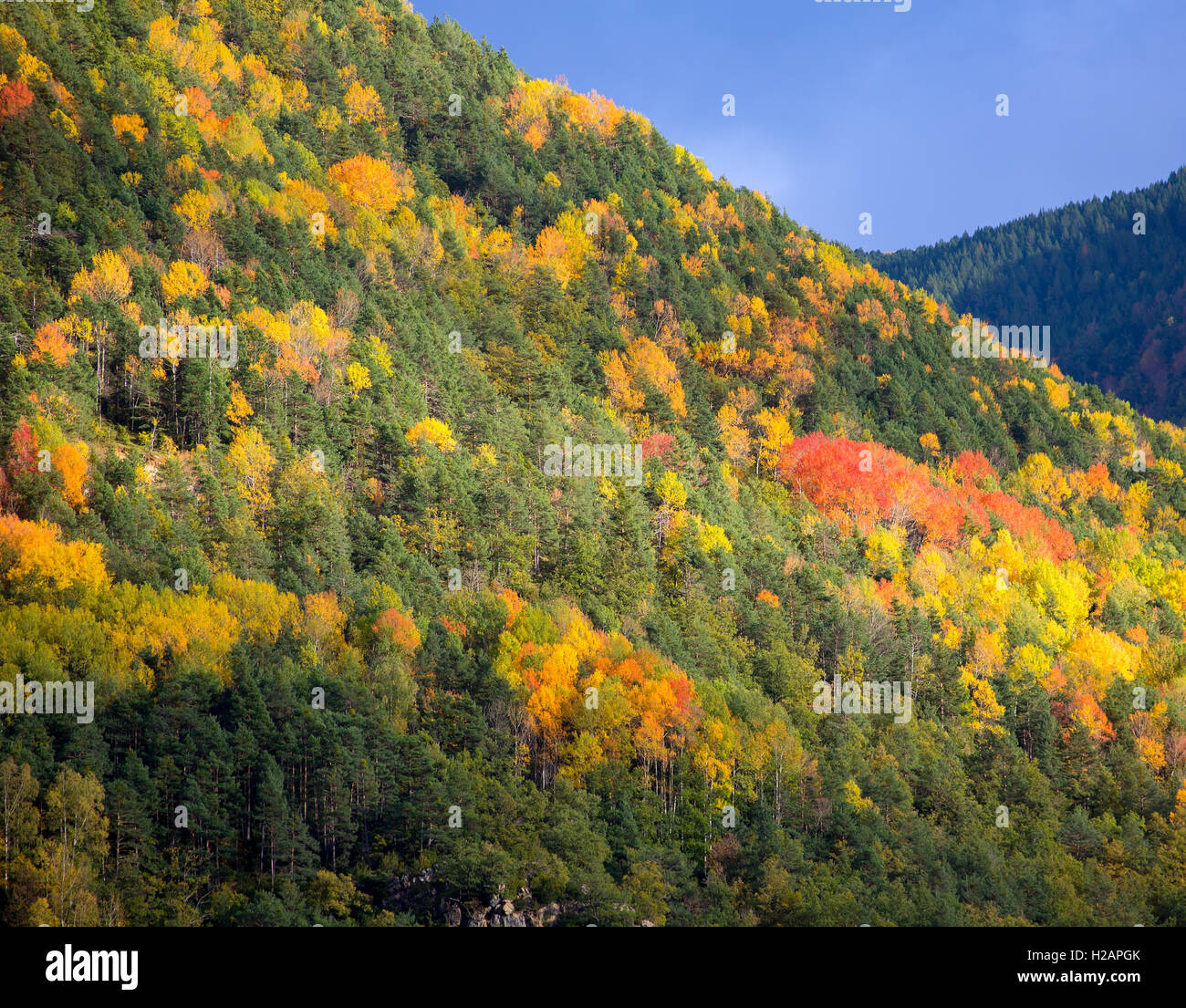 Herbstwald in Pyrenäen Valle de Ordesa Huesca Spanien Stockfoto