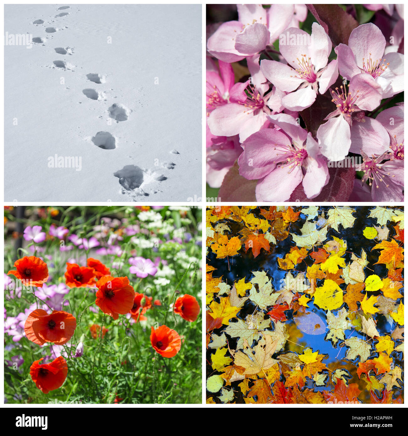 Vier Jahreszeiten. Winter, Frühling, Sommer, Herbst. Stockfoto