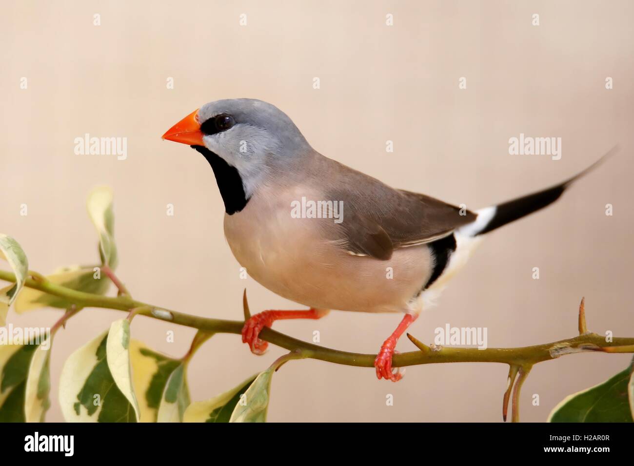 Grassfinch Vogel Stockfoto