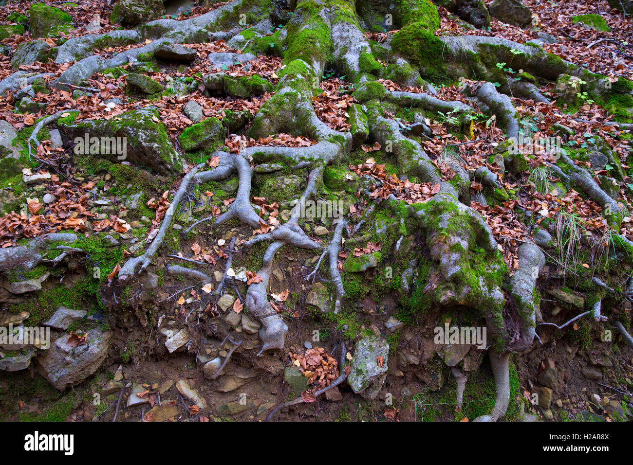 Herbst Buche Wald Baumwurzeln in Pyrenäen Valle de Ordesa Stockfoto