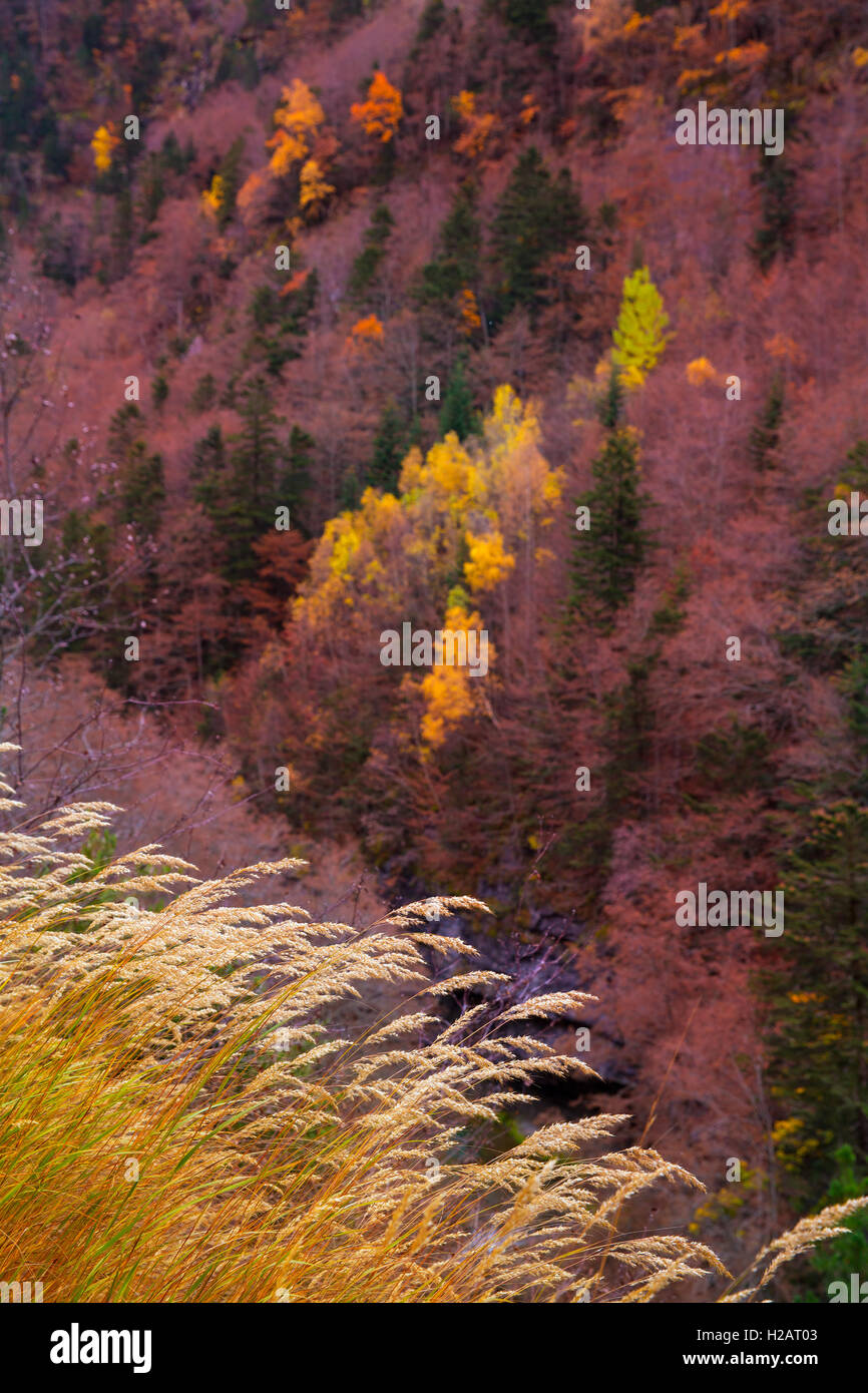 Herbstwald in Pyrenäen Valle de Ordesa Huesca Spanien Stockfoto