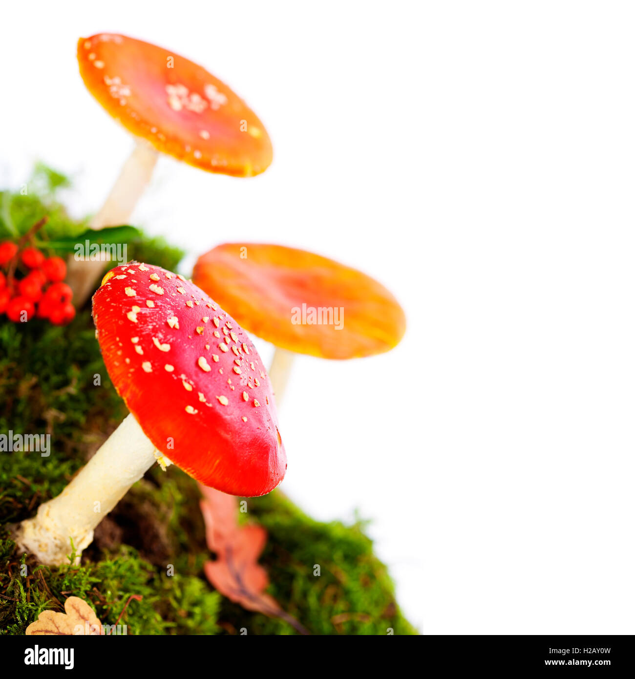 Fliegenpilz oder Fly Amanita-Pilz Stockfoto
