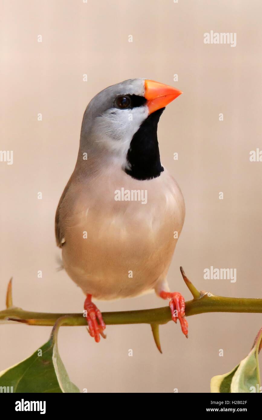 Grassfinch Vogel Stockfoto