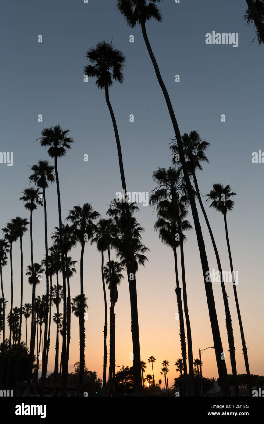 California sunset Palm-Baum-Reihen in Santa Barbara Stockfoto
