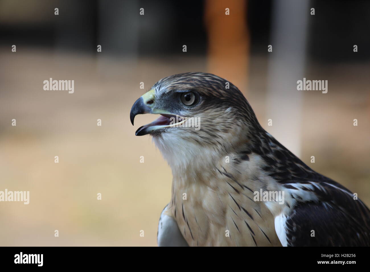 Red Tail hawk Stockfoto