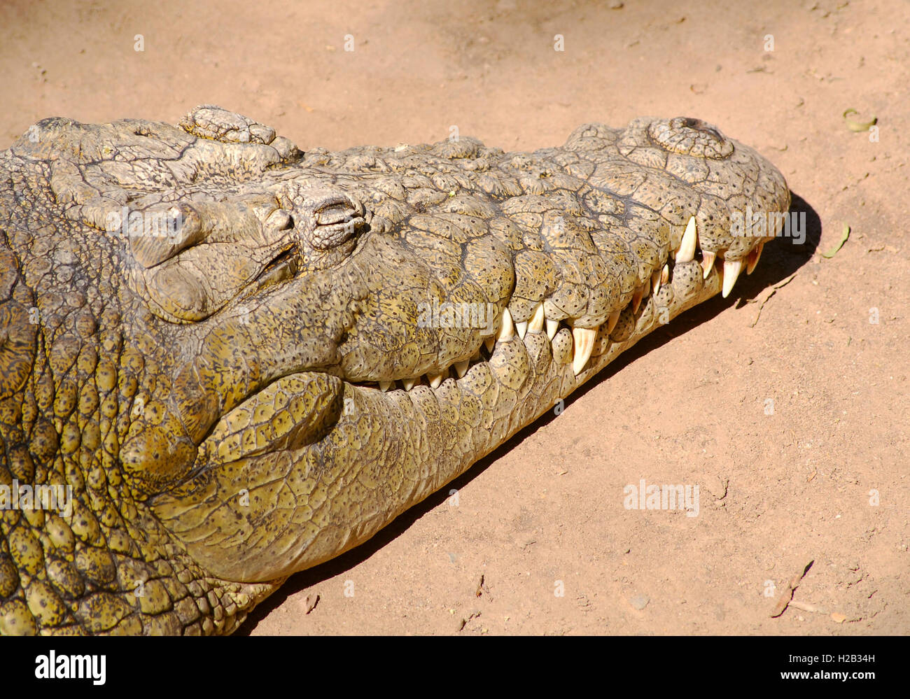 Kopf eines Krokodils ruhen Stockfoto