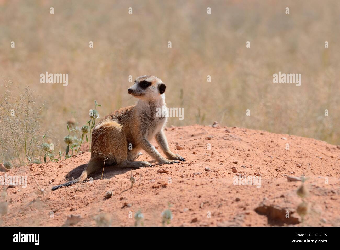 Erdmännchen (Suricata Suricatta), Erwachsene sitzen auf einem sandigen Hügel, aufmerksam, Kgalagadi Transfrontier Park, Northern Cape, Südafrika Stockfoto