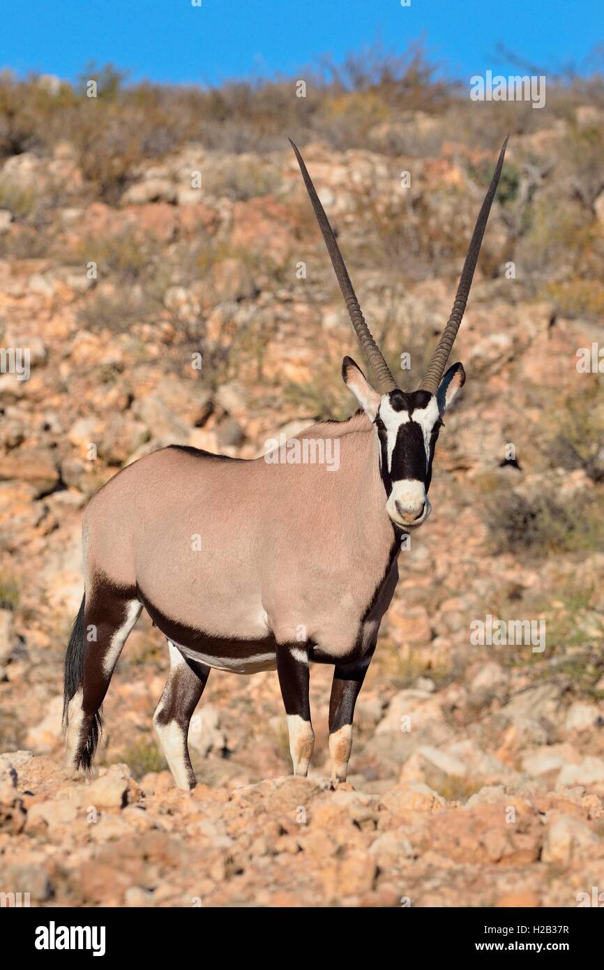 Oryx (Oryx Gazella), erwachsenes Weibchen auf steinigen Boden stehend, Kgalagadi Transfrontier Park, Northern Cape, Südafrika, Afrika Stockfoto