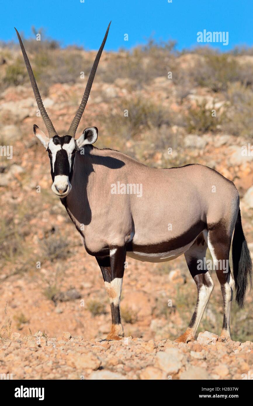 Oryx (Oryx Gazella), erwachsenes Weibchen auf steinigen Boden stehend, Kgalagadi Transfrontier Park, Northern Cape, Südafrika, Afrika Stockfoto