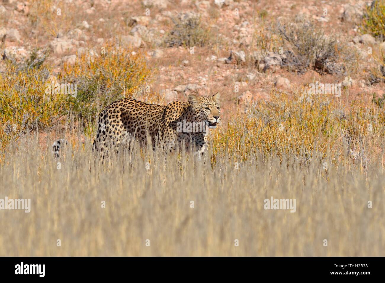 Leopard (Panthera Pardus), zu Fuß hohes Gras, Kgalagadi Transfrontier Park, Northern Cape, Südafrika, Afrika Stockfoto