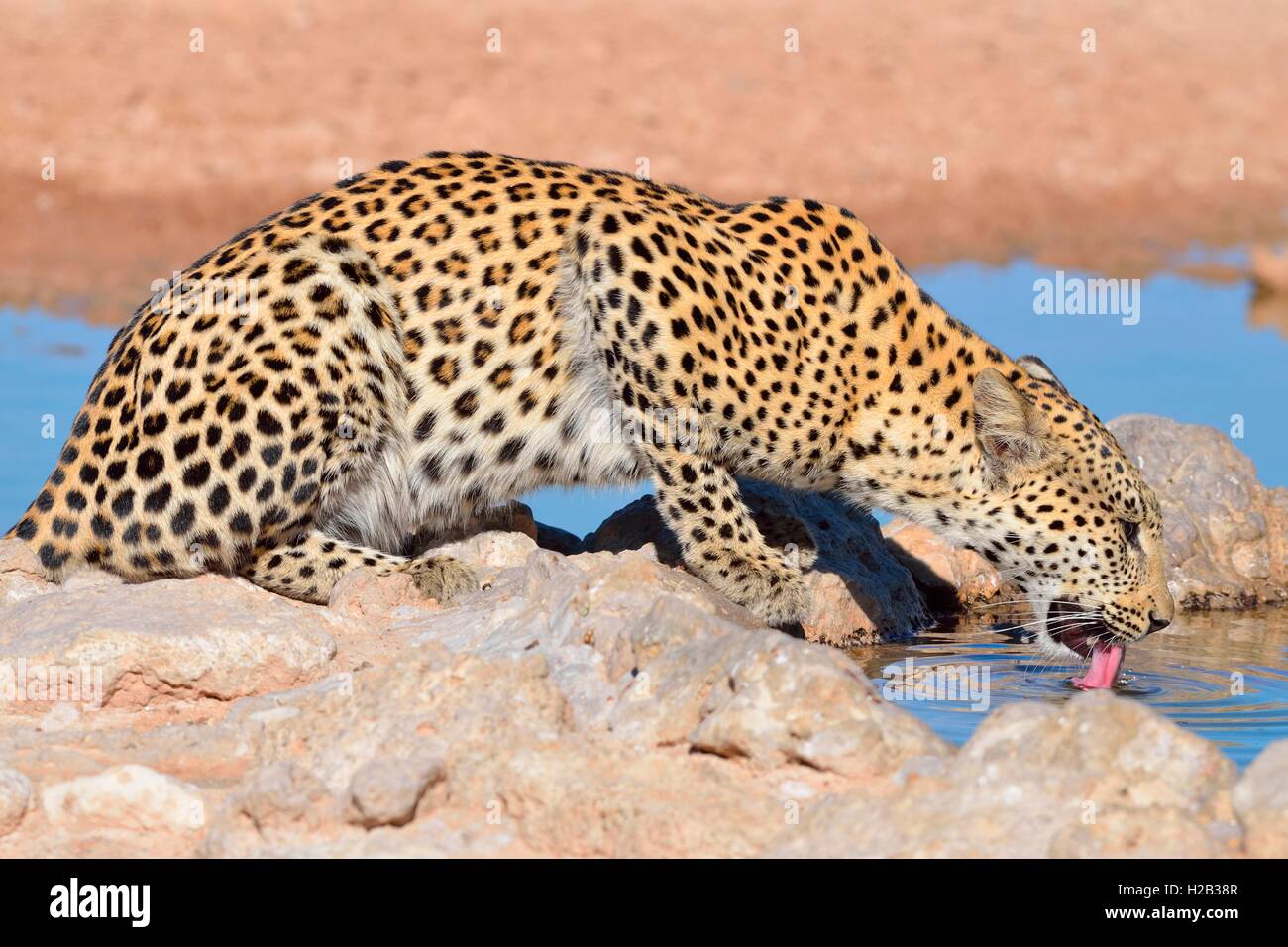 Leopard (Panthera Pardus), trinken am Wasserloch, Kgalagadi Transfrontier Park, Northern Cape, Südafrika, Afrika Stockfoto