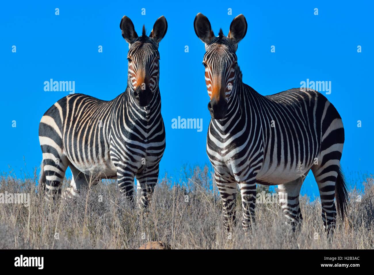 Cape Mountain Zebras (Equus Zebra Zebra), stehend in den Trockenrasen, Mountain Zebra National Park, Eastern Cape, Südafrika Stockfoto