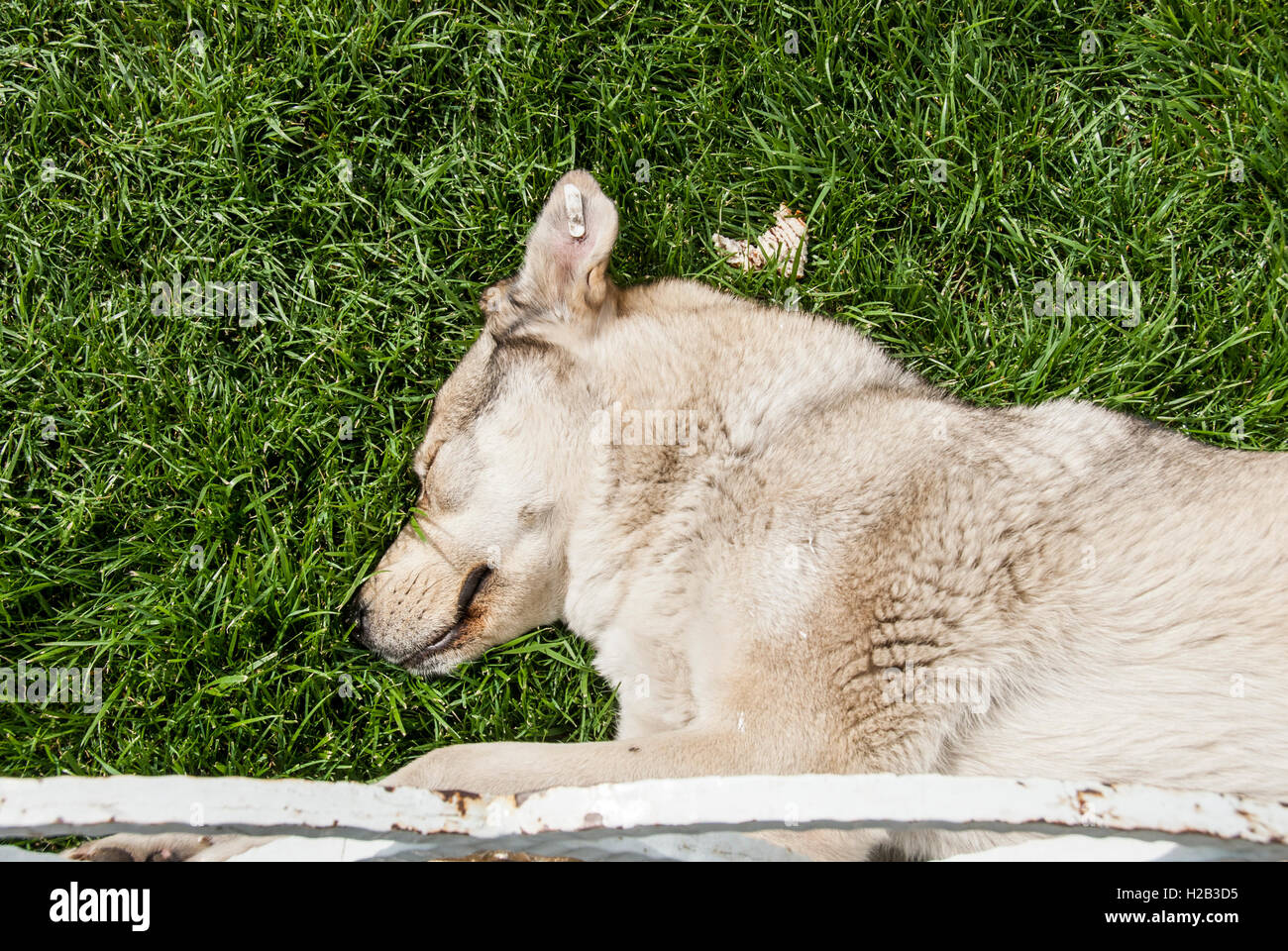 Hund schlafen in formalen Gärten außerhalb blaue Moschee, Istanbul, Türkei Stockfoto