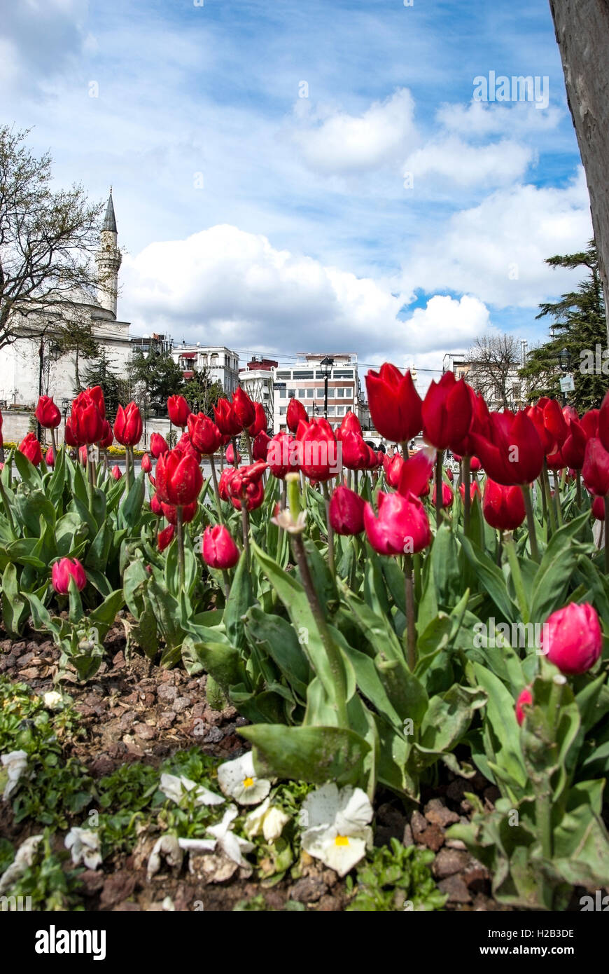 Niedrigen Winkel von roten Tulpen, Istanbul, Türkei Stockfoto