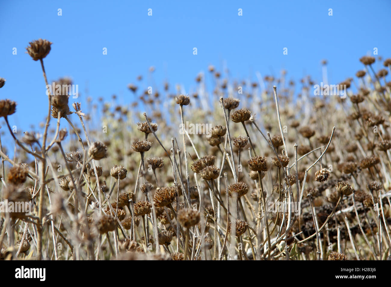 Tote Blumen Stockfoto