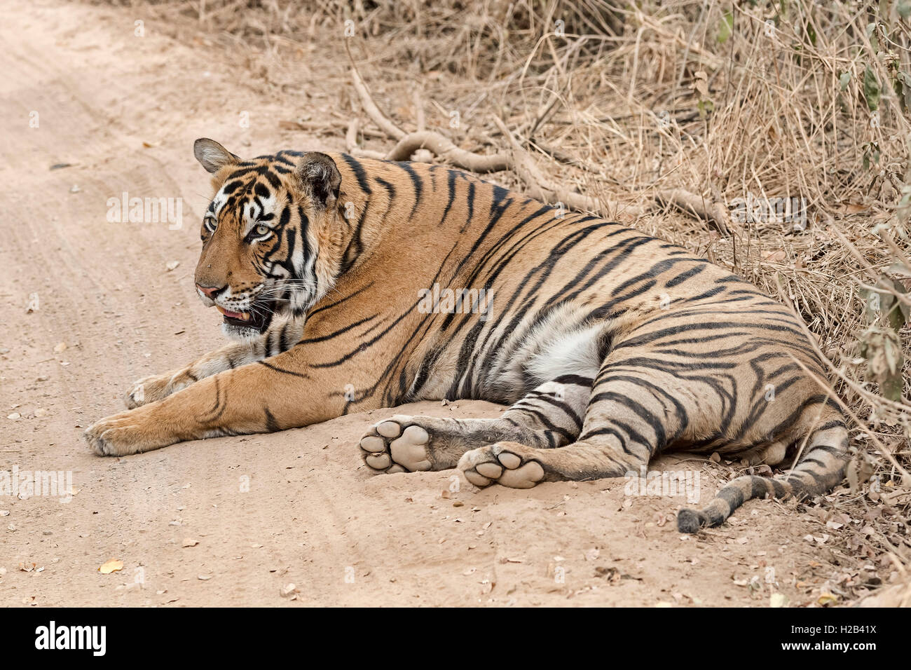 Königstiger (Panthera Tigris Tigris), Auch Bengal-Tiger Oder Indischer Tiger, Ranthambhore-Tigerreservat, Rajasthan, Indien. Stockfoto