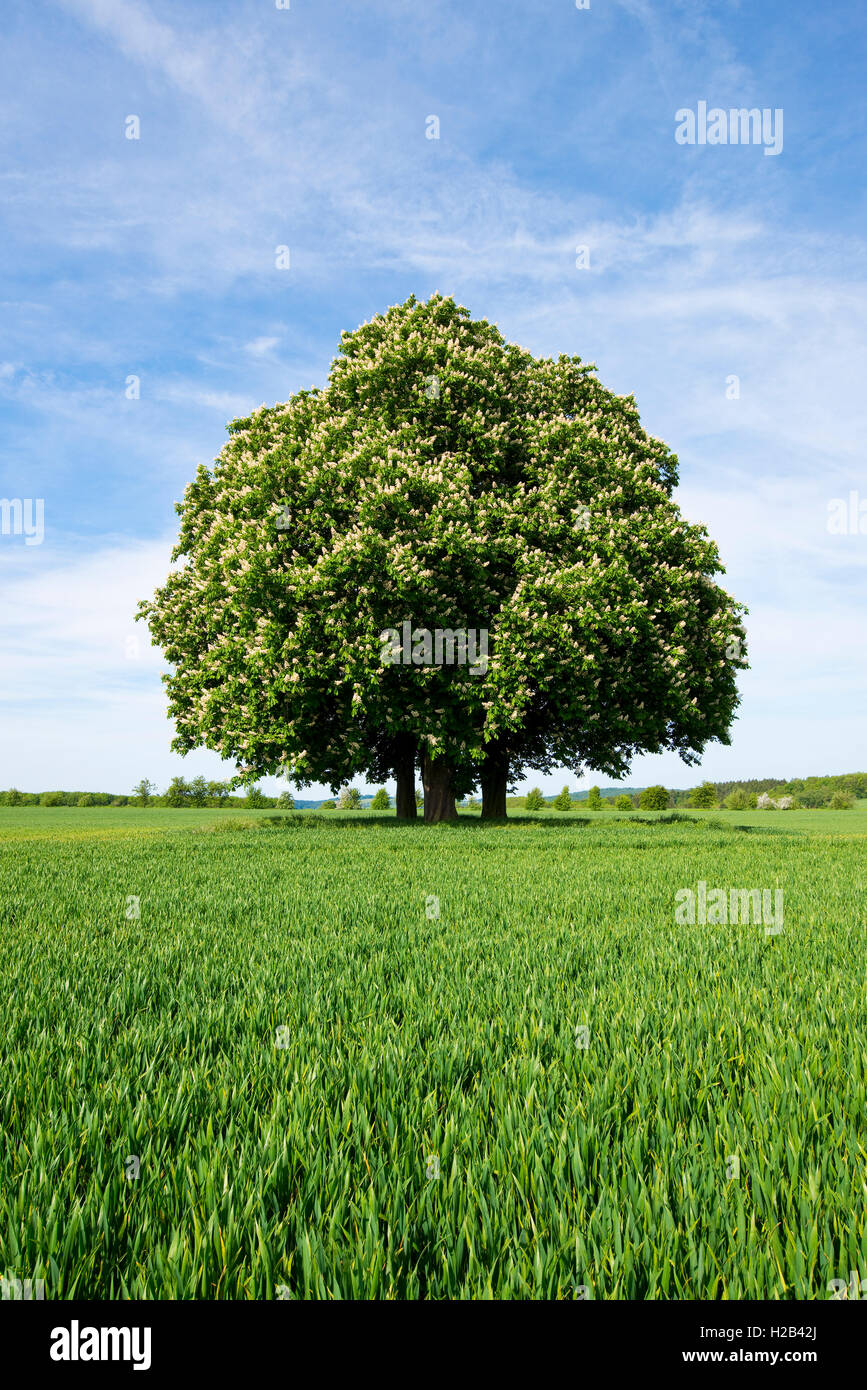 Rosskastanie oder conker Baum (Aesculus hippocastanum) Blühende, Gruppe von Bäumen im Feld Struktur, Thüringen, Deutschland Stockfoto