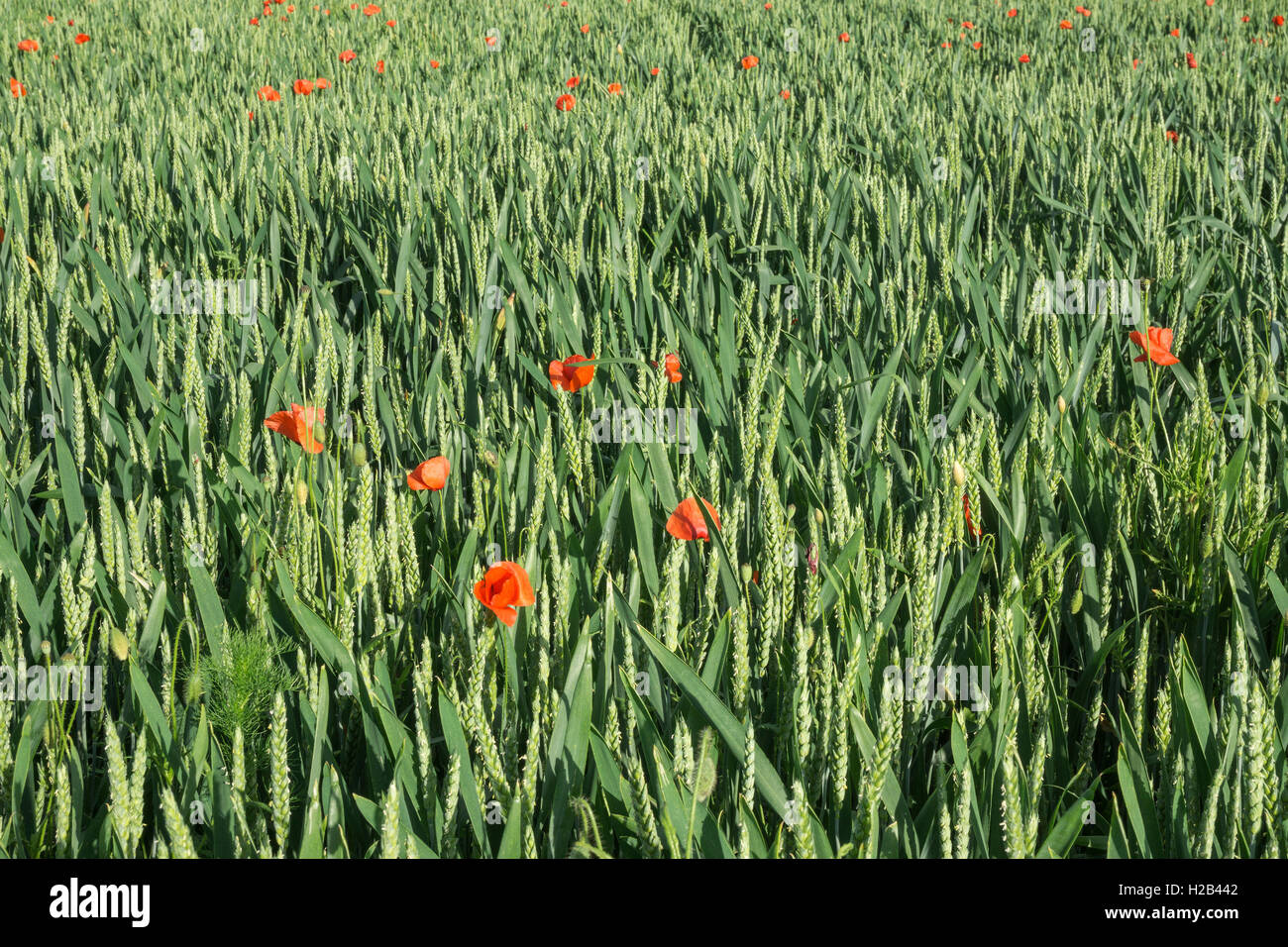 Feld von Weichweizen (Triticum aestivum) mit gemeinsamen Mohn (Papaver rhoeas) zwischen, Heidelberg, Baden-Württemberg Stockfoto