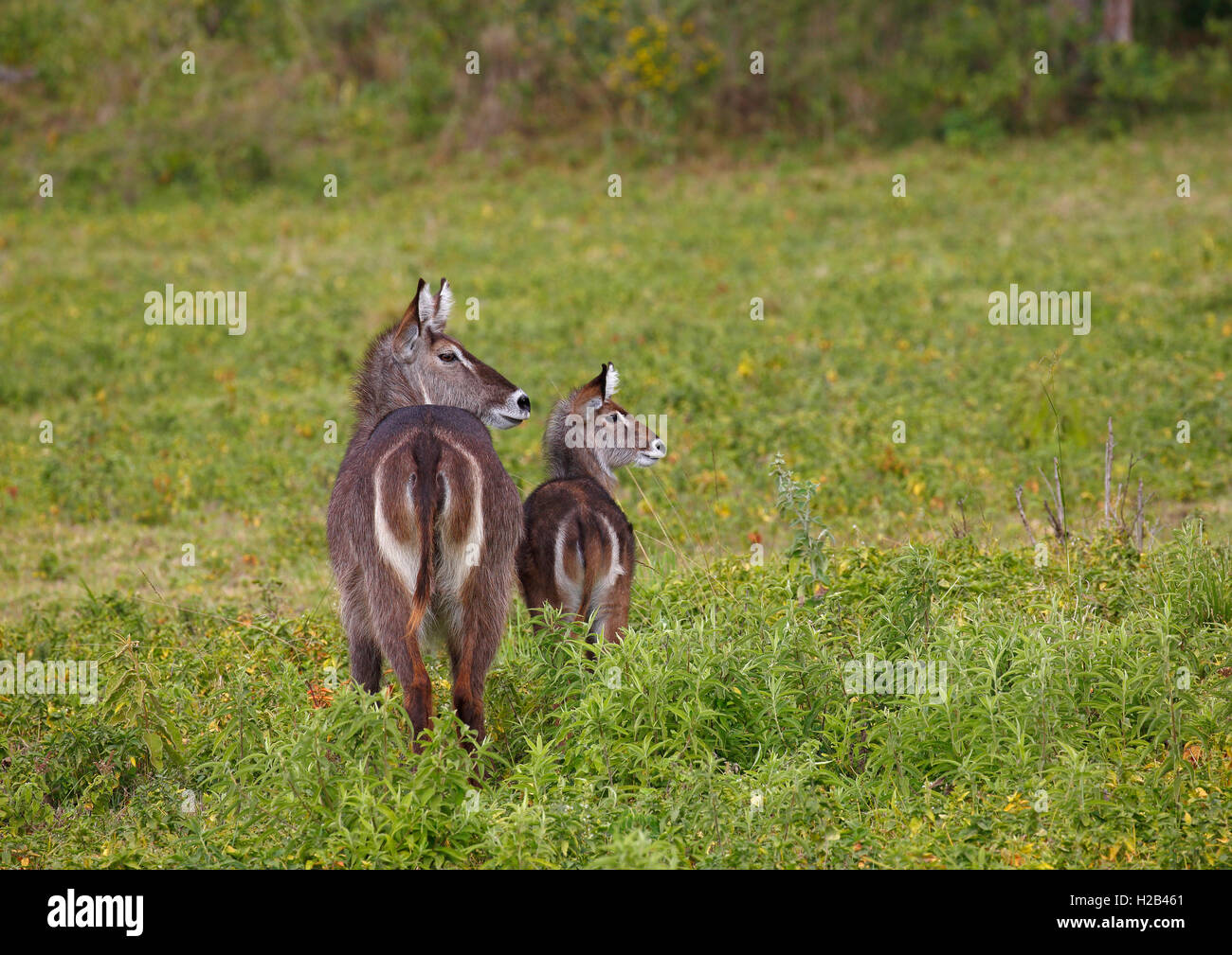 Wasserböcke (Kobus ellipsiprymnus), Weibchen mit Jungen, Arusha Nationalpark, Tansania Stockfoto