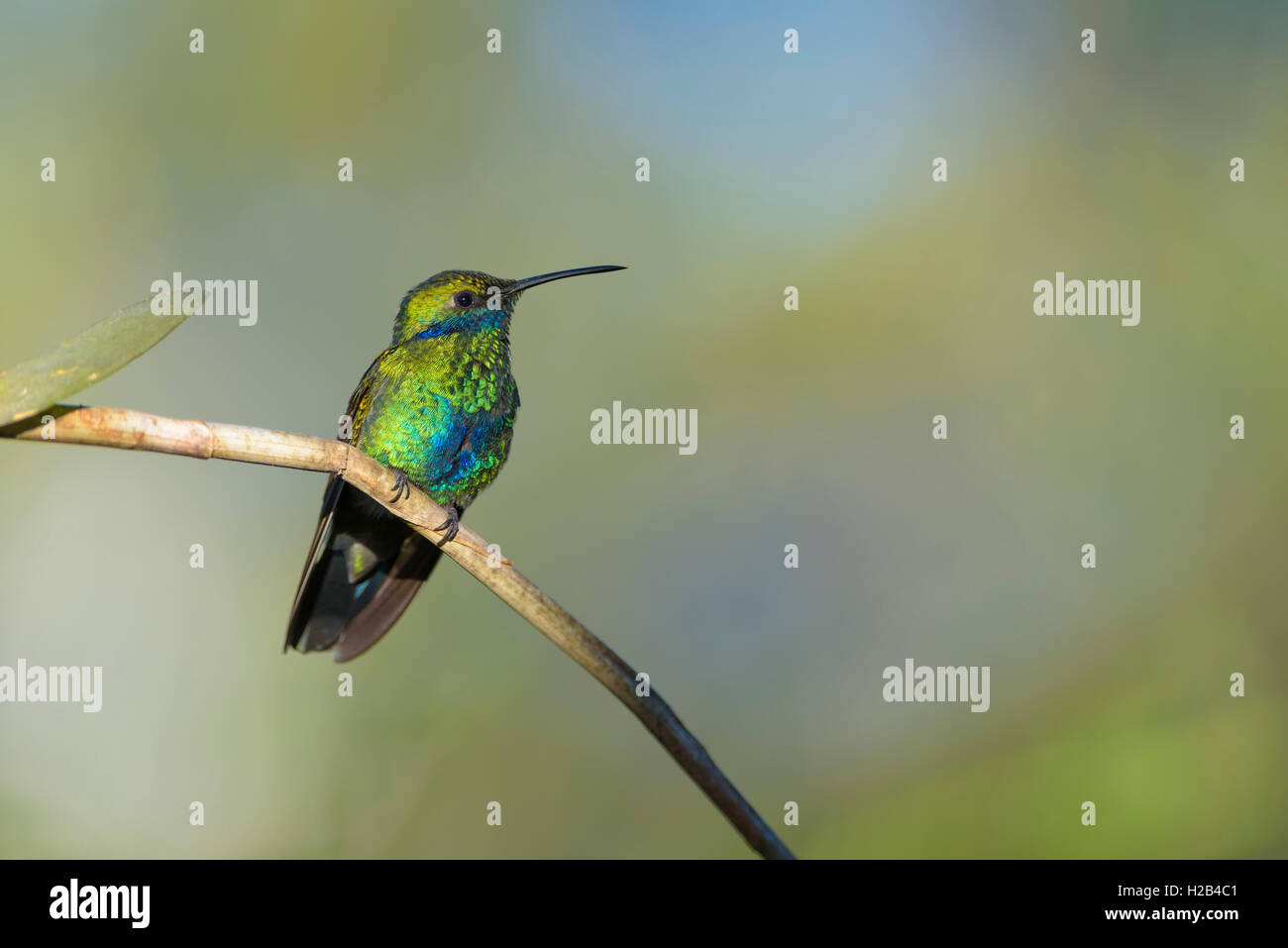 Sekt coruscans violetear (Colibri), Kolibri auf Zweig, Sangolqui, Pichincha, Ecuador Stockfoto