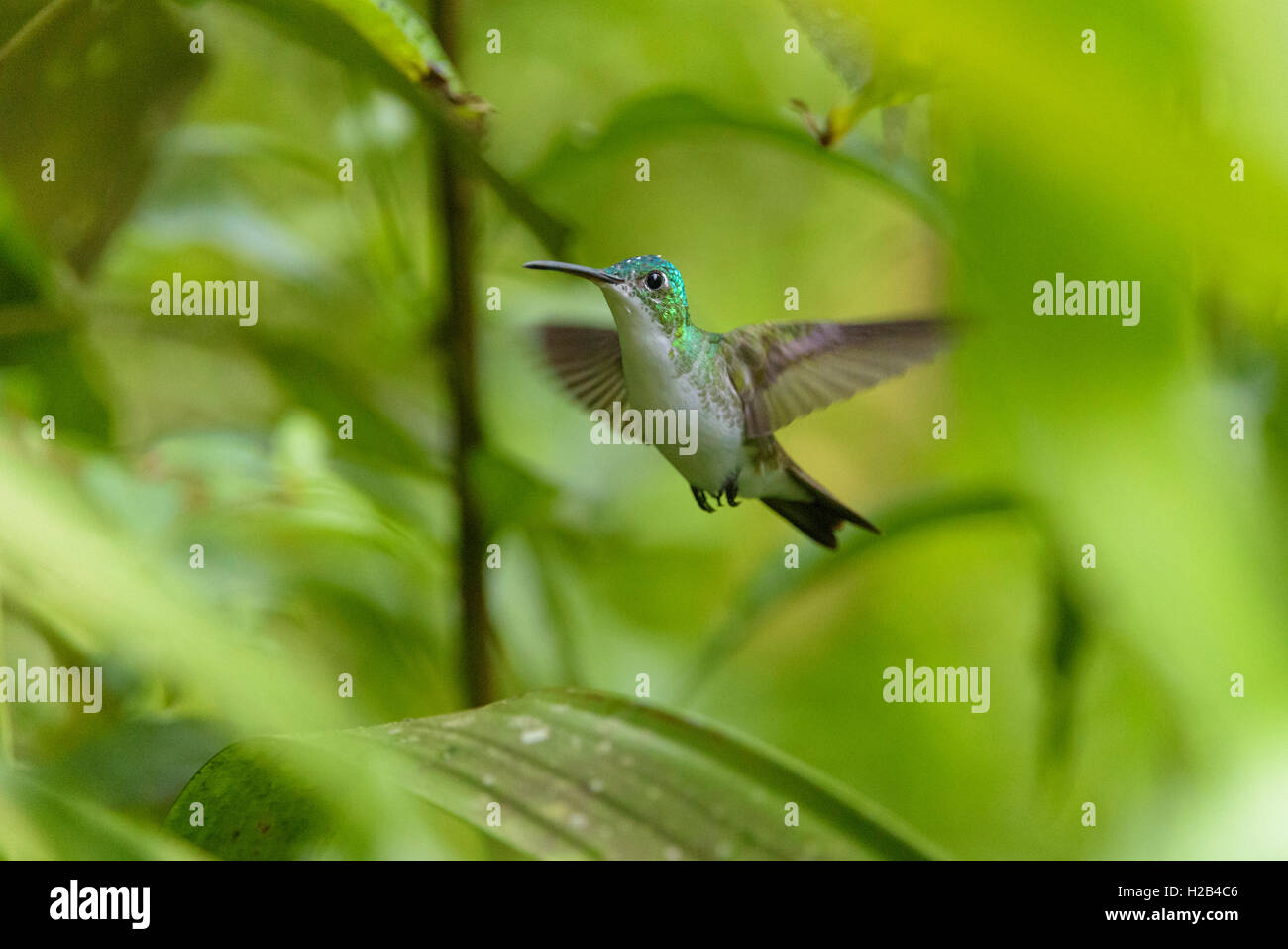 Andengemeinschaft Emerald (Amazilia franciae), Kolibri im Flug, Mindo Nambillo Cloud Forest Reserve, Pichincha, Ecuador Stockfoto