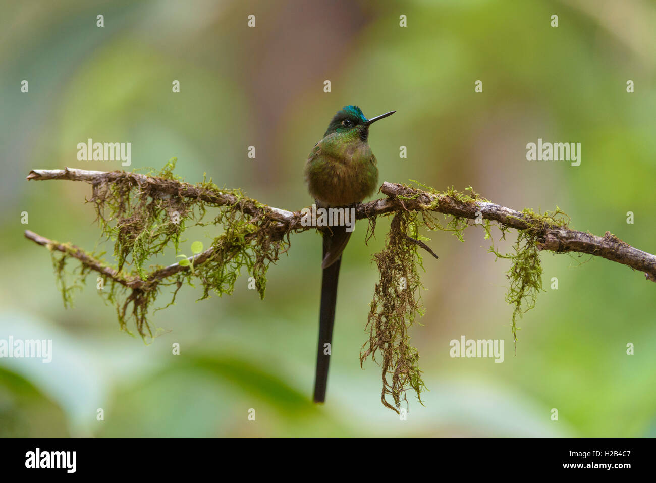 Violett-tailed sylph (Aglaiocercus coelestis), Kolibri auf Zweig, Mindo Nambillo Cloud Forest Reserve, Pichincha Stockfoto