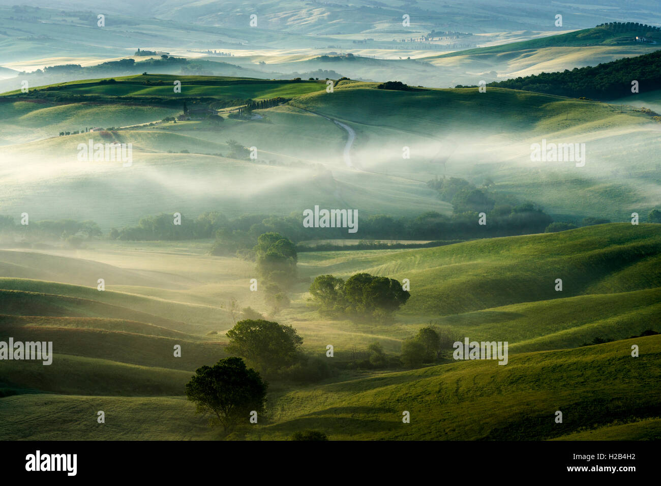 Typische Grün der toskanischen Landschaft im Val d'Orcia, Felder, Bäume und Morgennebel bei Sonnenaufgang, San Quirico d'Orcia, Toskana, Italien Stockfoto