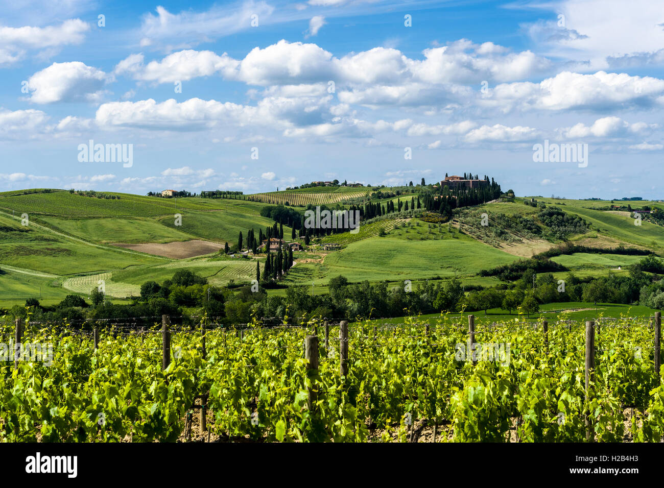 Typische grüne Toskana Landschaft mit einer Farm auf einem Hügel, Weinbergen, Olivenplantagen, blauer Himmel, Val d'Orcia Stockfoto