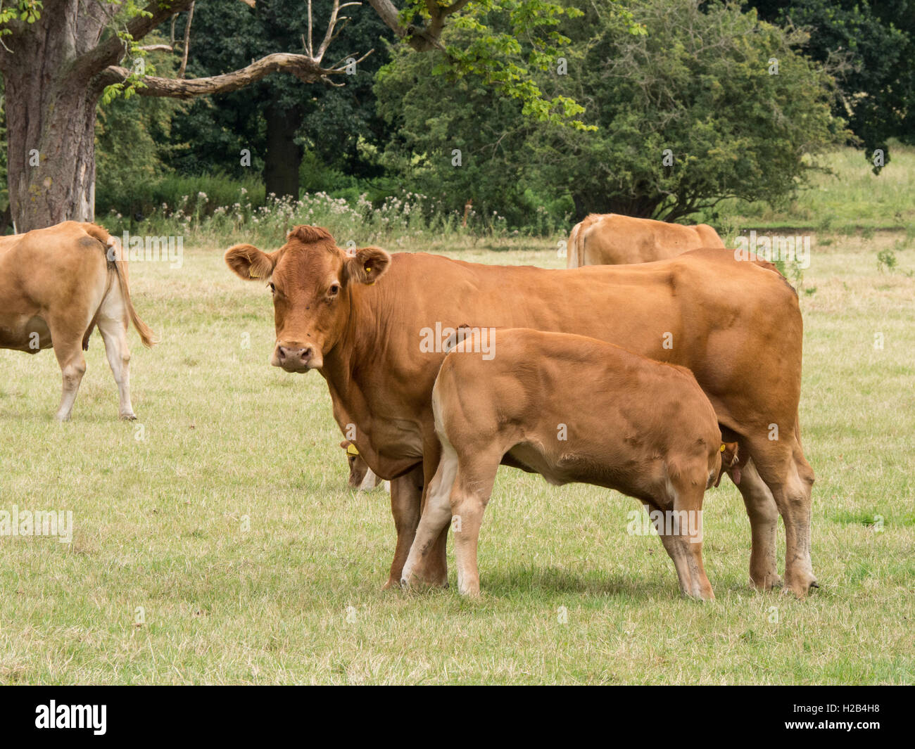 Limousin-Kuh und Kalb säugen in einer Parklandschaft Stockfoto