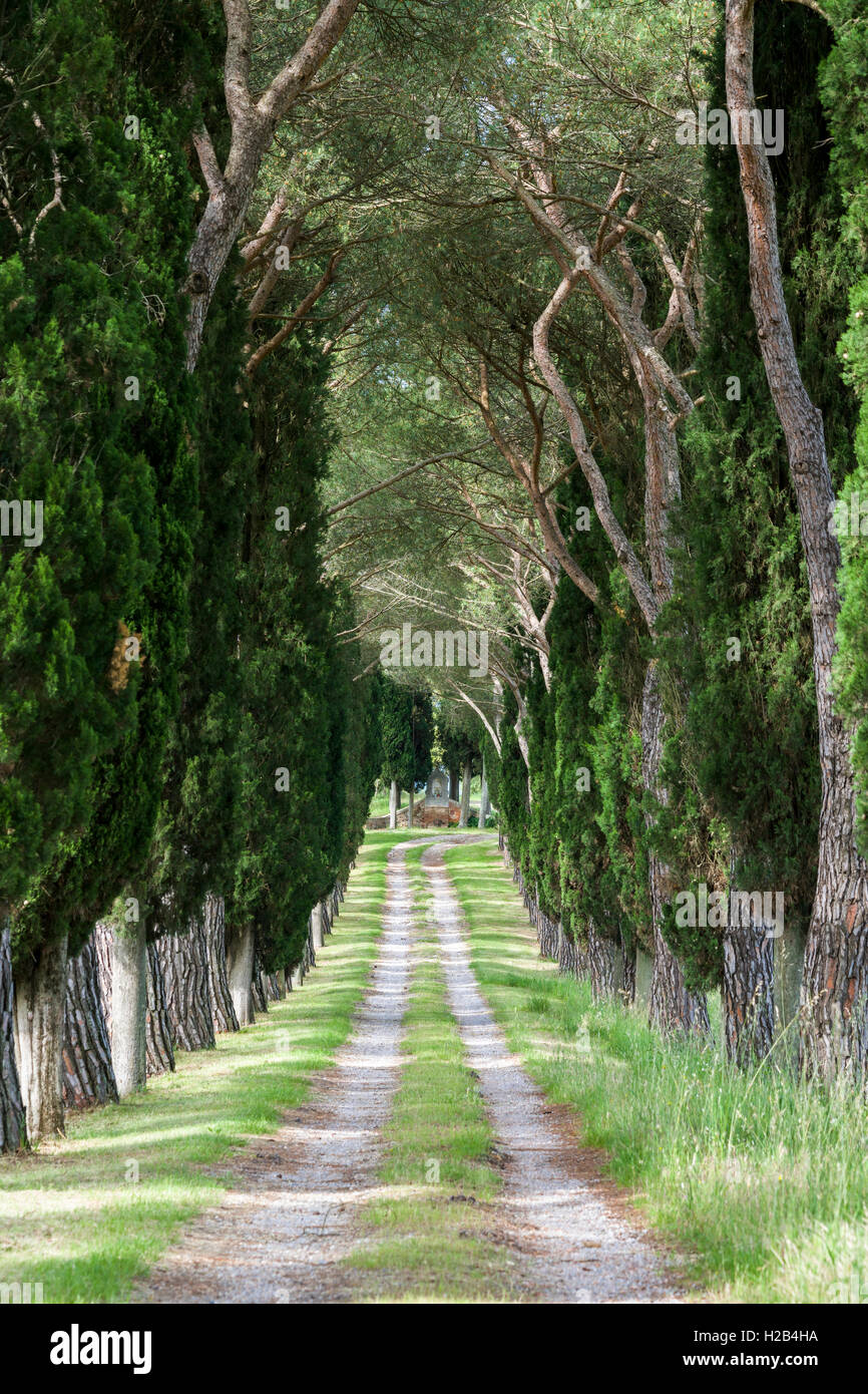Gasse mit grünen Pinien und Zypressen, San Quirico d'Orcia, Toskana, Italien Stockfoto