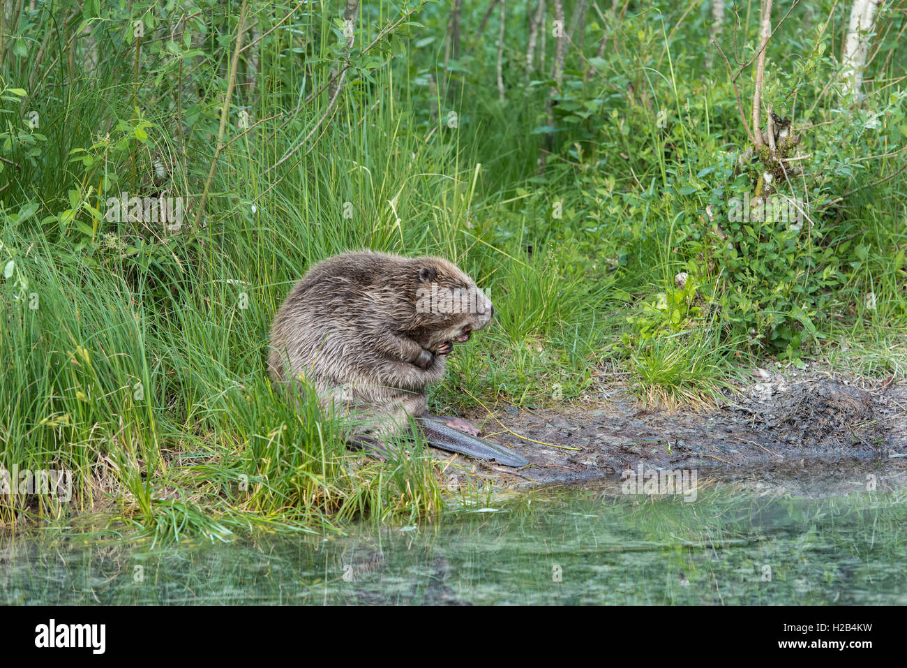 Biber (Castor Fiber) in Wasser, Oberösterreich, Österreich Stockfoto