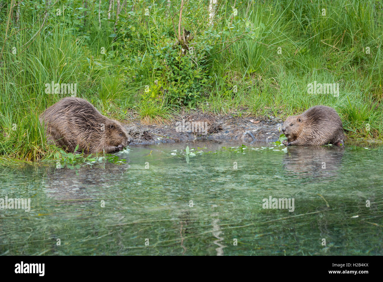 Zwei Biber (Castor Fiber) Fütterung mit Weidenruten in Wasser, Oberösterreich, Österreich Stockfoto