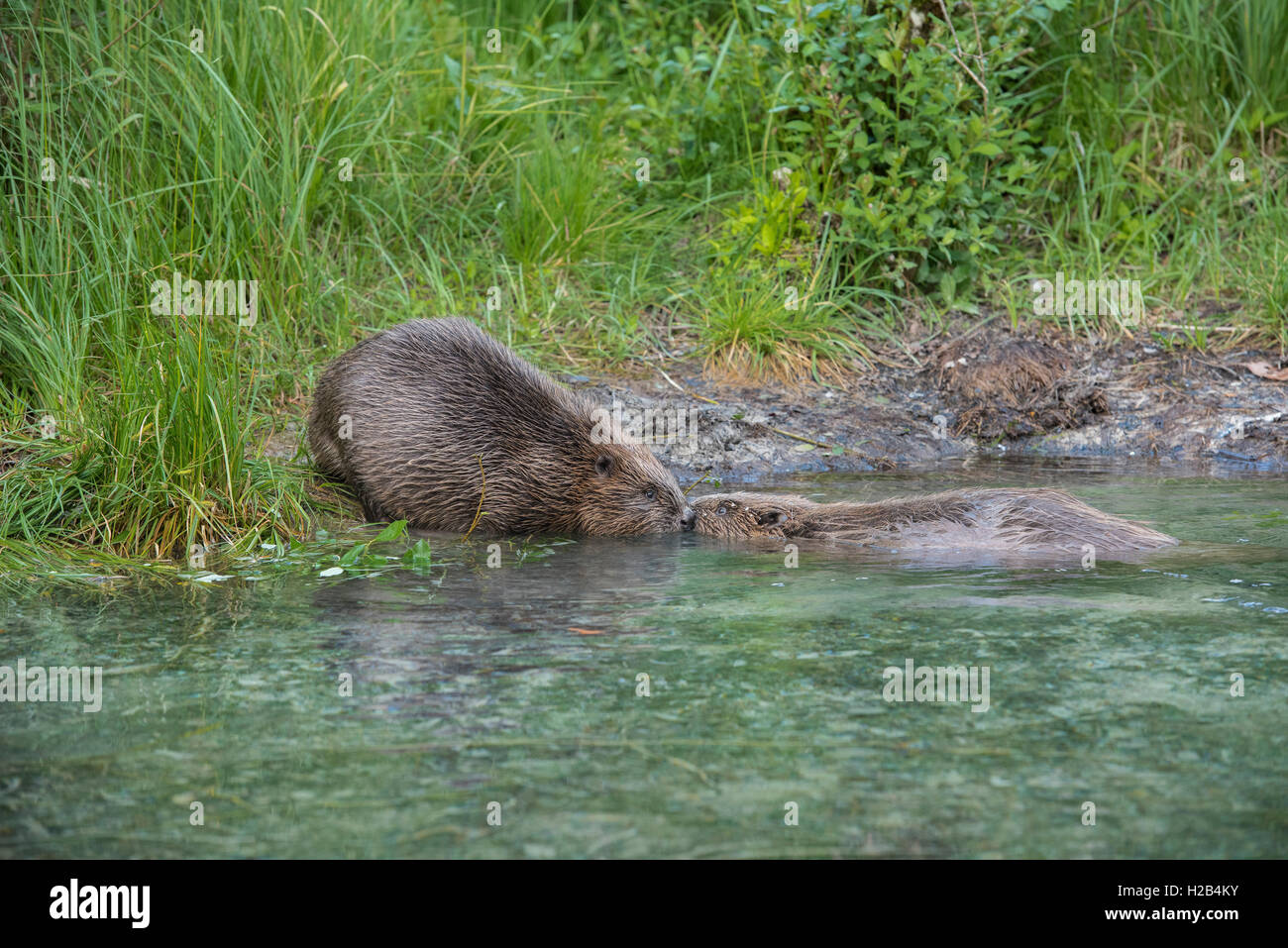 Zwei Biber (Castor Fiber) in Wasser, Oberösterreich, Österreich Stockfoto