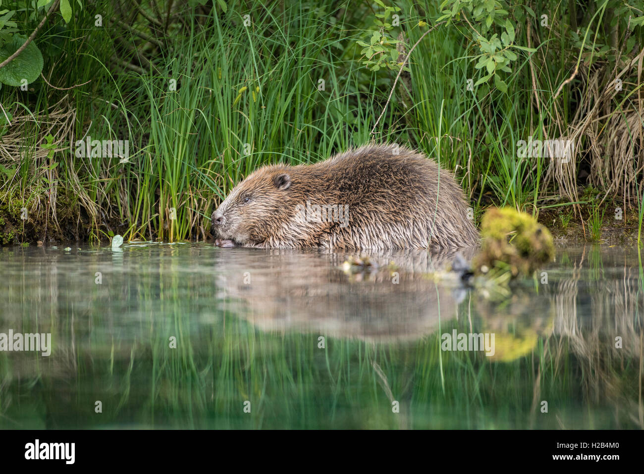 Zwei Biber (Castor Fiber) Fütterung mit Weidenruten in Wasser, Oberösterreich, Österreich Stockfoto