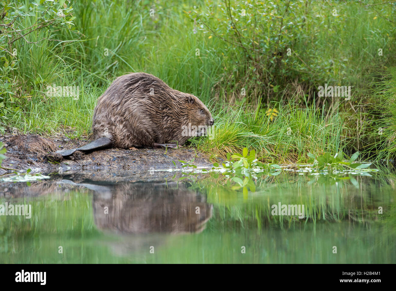 Biber (Castor Fiber) während der Fütterung, Oberösterreich, Österreich Stockfoto