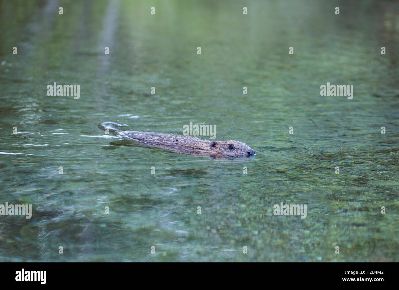 Biber (Castor Fiber) schwimmen im Wasser, Oberösterreich, Österreich Stockfoto