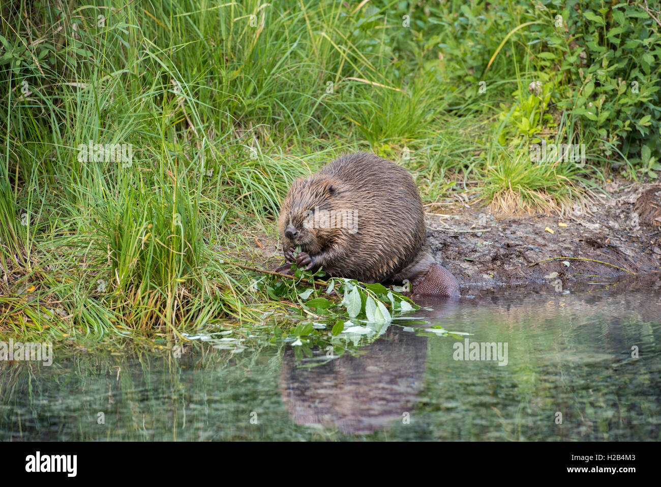 Biber (Castor Fiber) Fütterung mit Weidenruten in Wasser, Oberösterreich, Österreich Stockfoto