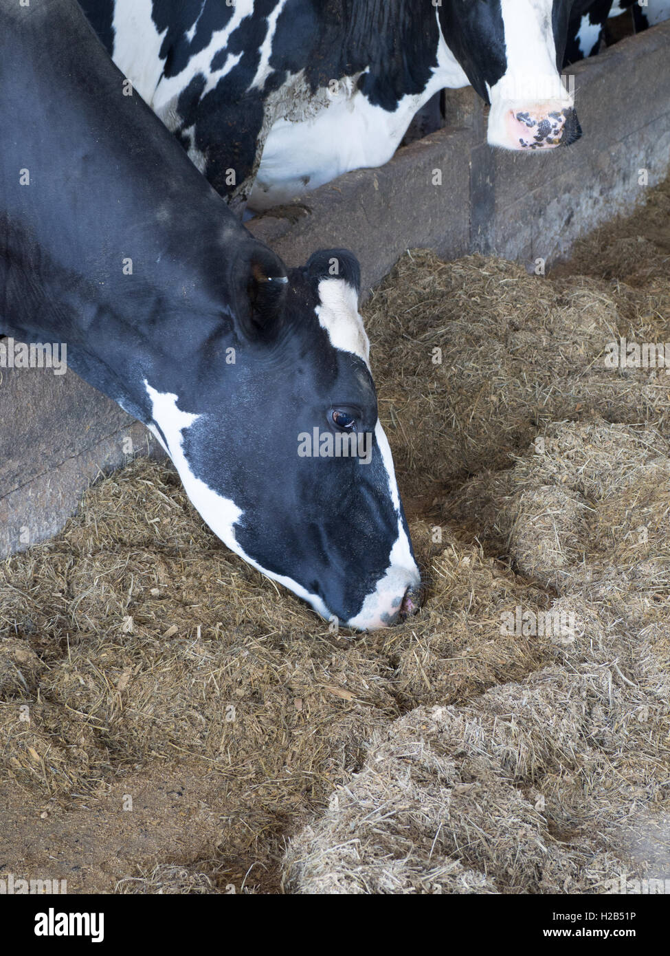 Friesische Rinder ernähren sich von silage Stockfoto